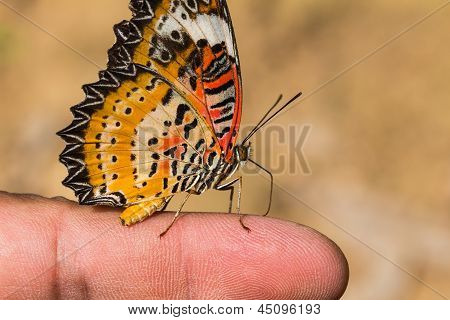 Leopardí ve kterém byly Butterfly