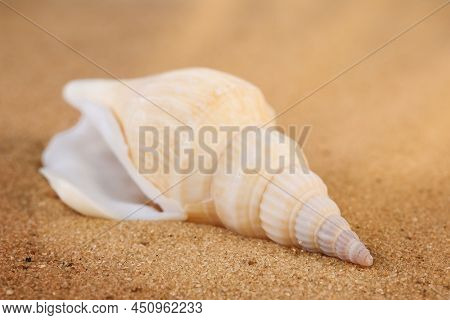 Long Beige Twisted Shell On The Sand