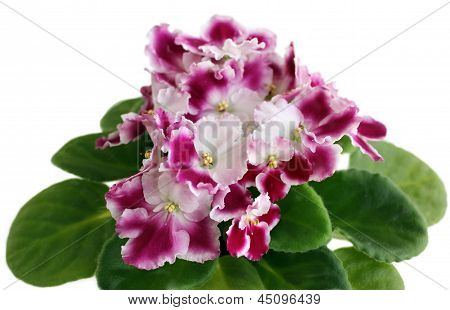 Gros plan fleur entièrement floraison violette