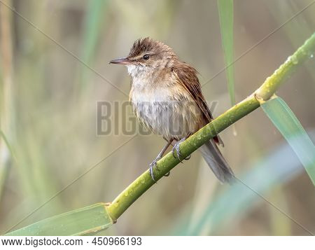 Great Reed Warbler (acrocephalus Arundinaceus) Is A Eurasian Passerine In The Genus Acrocephalus. Ma