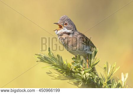 Greater Whitethroat (curruca Communis) Is A Common And Widespread Typical Wwrbler Which Breeds Throu