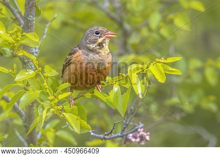 Ortolan Bunting (emberiza Hortulana) Perched In Tree. This Is A Eurasian Bird In The Bunting Family 