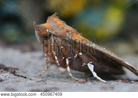 Lateral Closeup On A Colorful Overwintering Herald Moth, Scoliopteryx Libatrix, Sitting On Wood In T