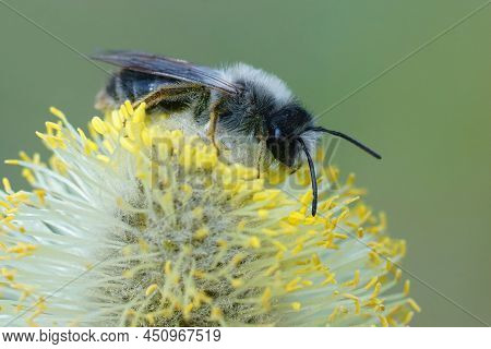 Closeup Of A Male Grey-backed Mining Bee, Andrena Vaga, Eating Pollen Form Goat Willow, Salix Caprea