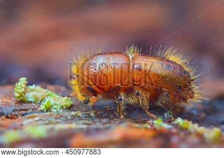 The European Spruce Bark Beetle - Ips Typographus
