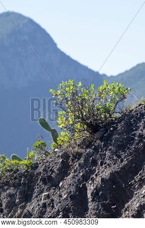 Panoramic View On Green Mountains Of Anaga National Park, North Of Tenerife, Canary Islands, Spain