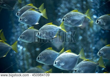 Group Of Colorful Monodactylus Argenteus Silver Moonyfish Swim In Marina Aquarium