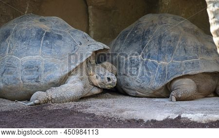 Big Adult Galapagos Tortoise Or Chelonoidis Niger Turtle Resting On Sand Close Up