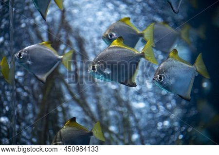Group Of Colorful Monodactylus Argenteus Silver Moonyfish Swim In Marina Aquarium