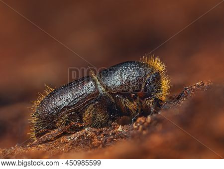 The European Spruce Bark Beetle - Ips Typographus