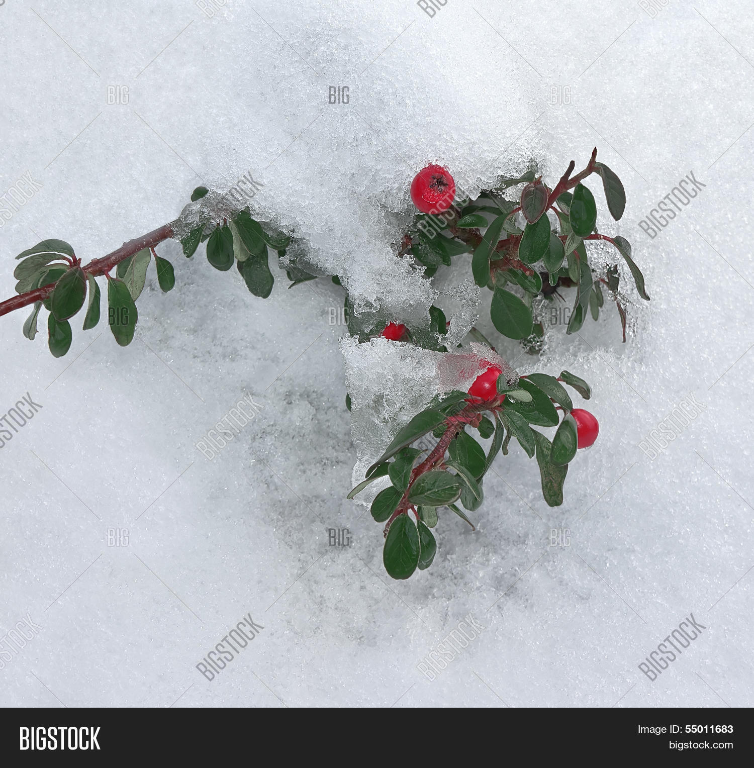 Image Preview
