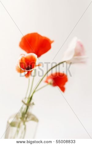 Nice poppies in the vase