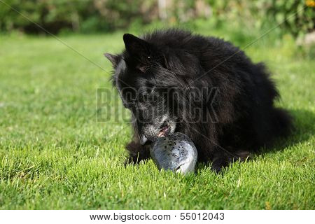 Black Hungry Dog Eating Fresh Fish Head