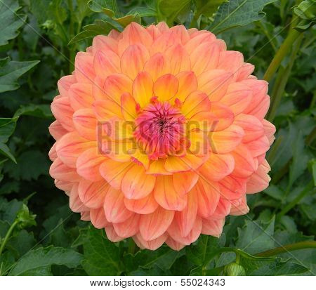 Gabrielle Maria Dalia Flower