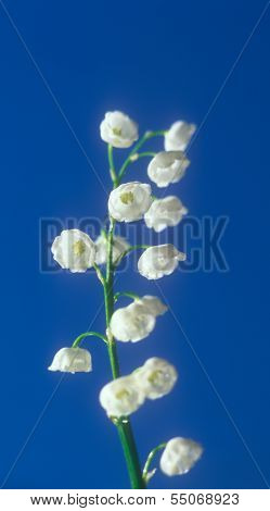 Spring Lily Of The Valley.