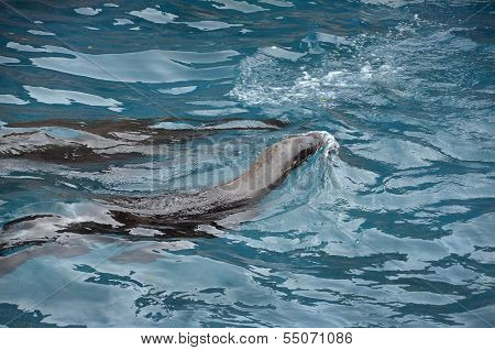 Sea Lions Swim In The Water