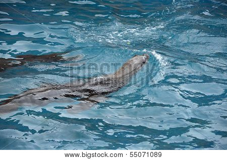 Two Sea Lions In The Water