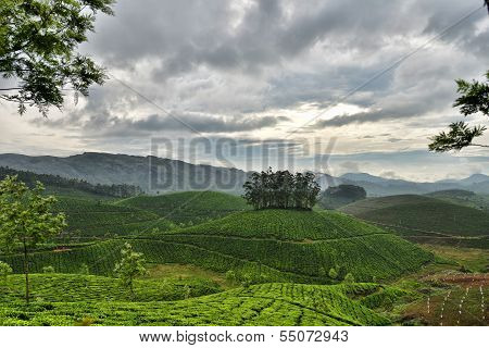 Tea Garden