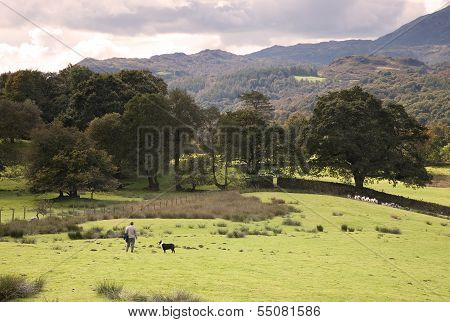 Lakeland Shepherd, Cumbria