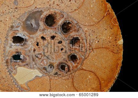 Amonite Fossil Background