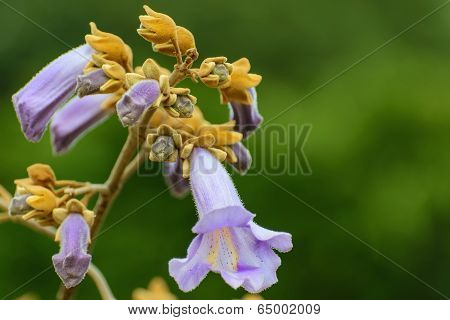 Paulownia