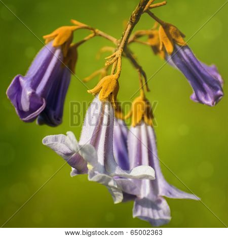 Paulownia Flowers