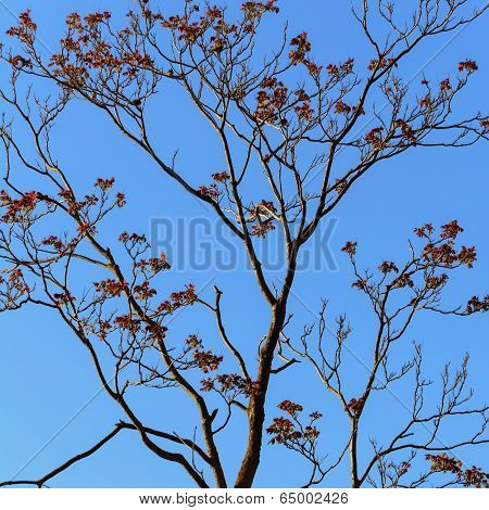 Bare Tree