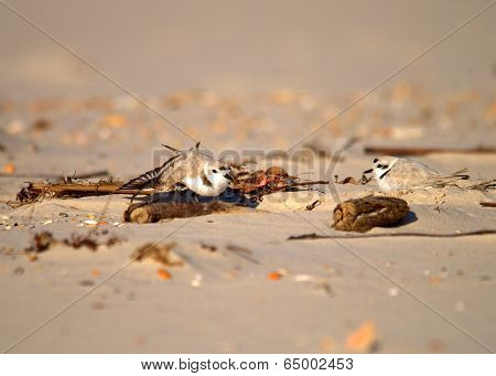 Snowy Plover Pair