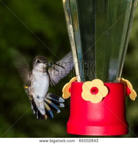 Ruby Thoated Hummingbird At A Feeder