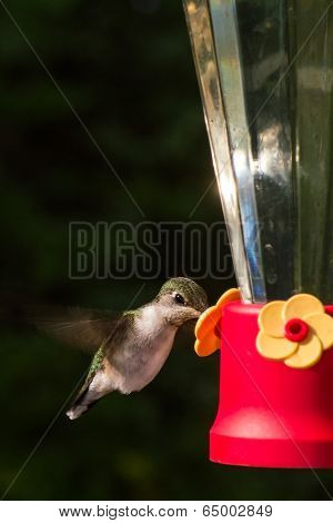 Ruby Thoated Hummingbird At A Feeder