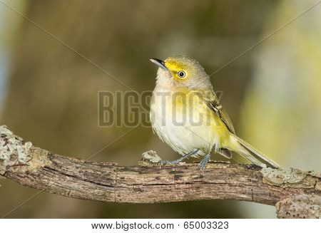 White Eyed Vireo
