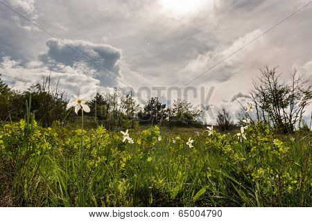 Meadow Of Wild Daffodils