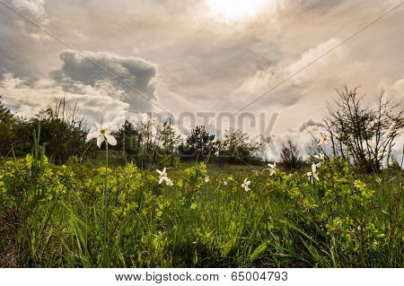 Meadow Of Wild Daffodils