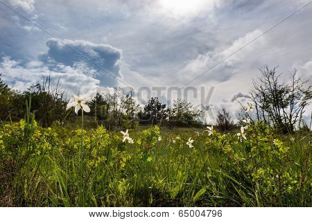 Meadow Of Wild Daffodils