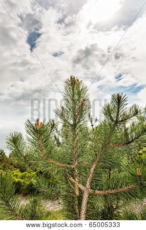 Conifer Tree Under Interesting Clouds