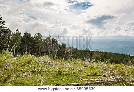 Mountain forest with broken trees