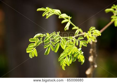 Small Moringa Leaves Growing
