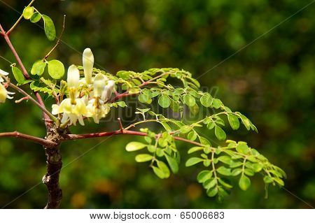 Young Moringa Tree With Leaves And Flowers