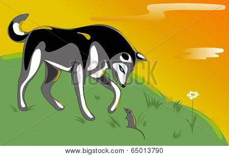 Husky and mouse on the hill