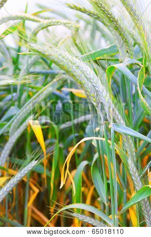 Field of ripe triticale ears
