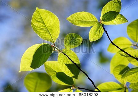 Spring foliage