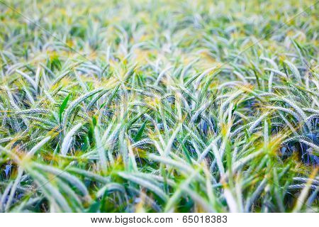 Field of ripe triticale ears