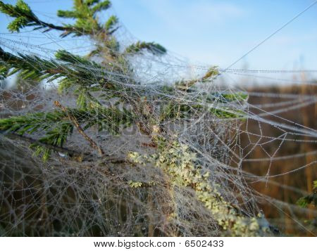 Web