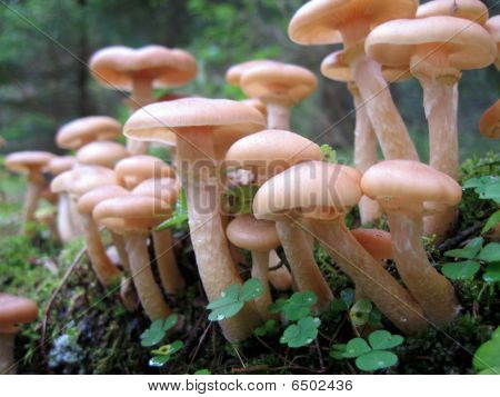 Champignons