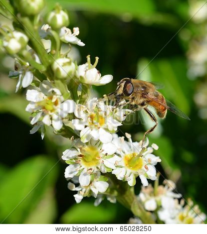 Honey bee with colorful eyes