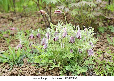Closeup Of Pulsatilla Koreana Colony In The Wild