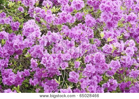 Detail Of Rhododendron Lateritium Flowers In Full Bloom