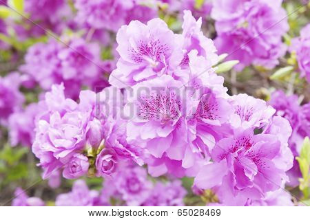 Detail Of Rhododendron Lateritium Flowers In Full Bloom