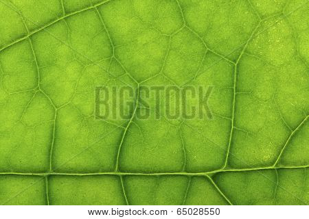 Closeup Of Clerodendrum Leaf On Back Light
