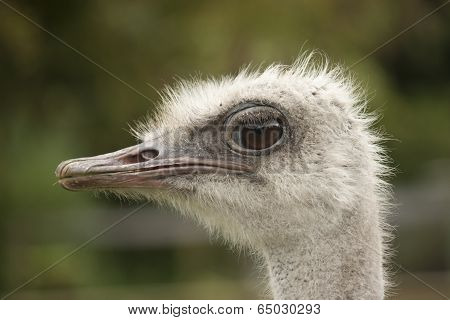 Ostrich
